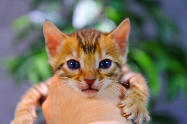 ベンガル　ロゼット