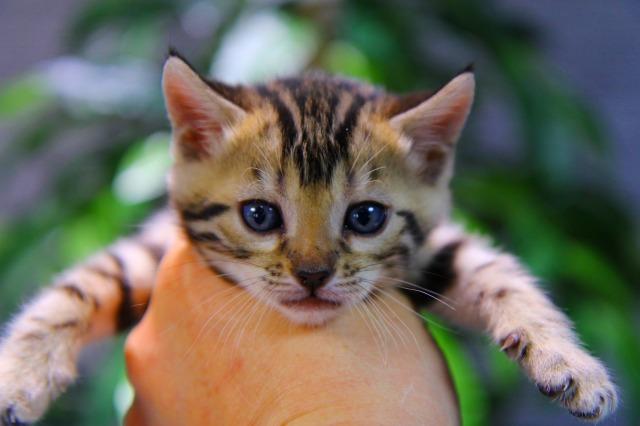 ベンガル　ブラウン・スポテッド・タビー