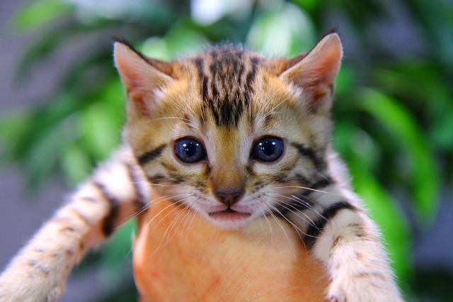 ベンガル　ブラウン・スポテッド・タビー