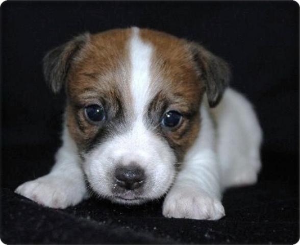 ジャックラッセルテリア