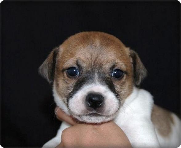 ジャックラッセルテリア