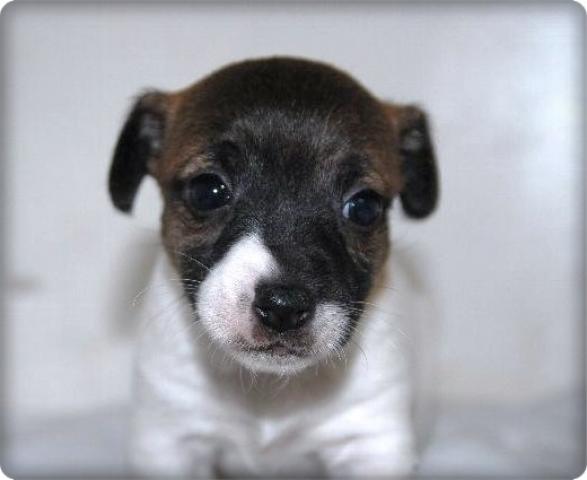 ジャックラッセルテリア