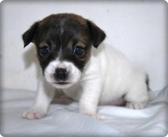 ジャックラッセルテリア