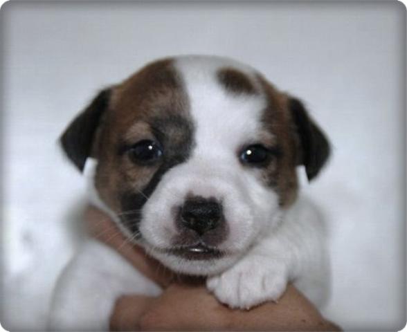 ジャックラッセルテリア