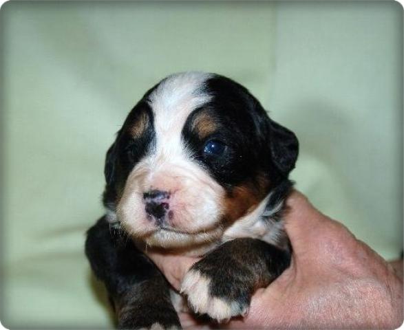 バーニーズマウンテンドッグ