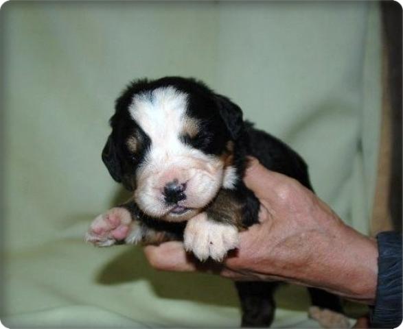 バーニーズマウンテンドッグ