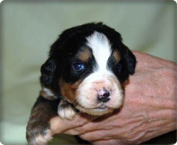 バーニーズマウンテンドッグ