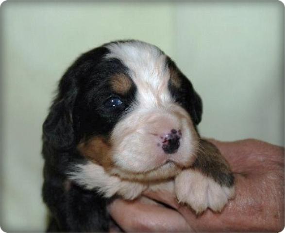 バーニーズマウンテンドッグ