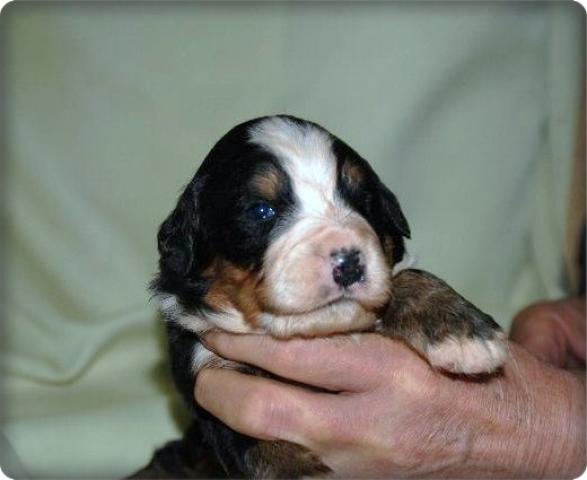 バーニーズマウンテンドッグ