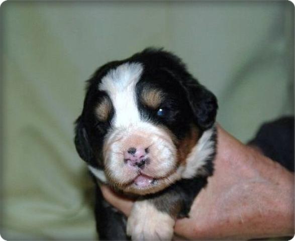 バーニーズマウンテンドッグ