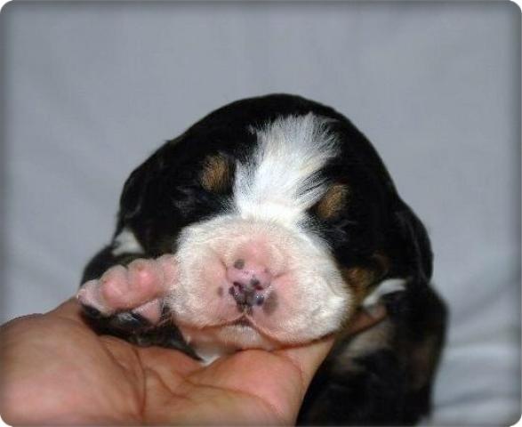 バーニーズマウンテンドッグ