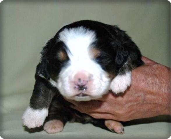 バーニーズマウンテンドッグ