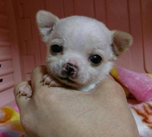 チワワ(スムースコート)