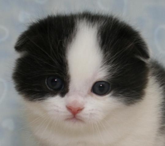 スコティッシュフォールド