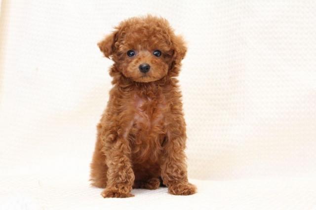 トイプードル