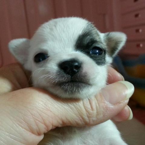 チワワ(スムースコート)