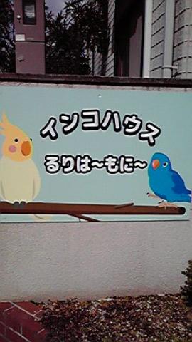 インコハウス るりは～もに～