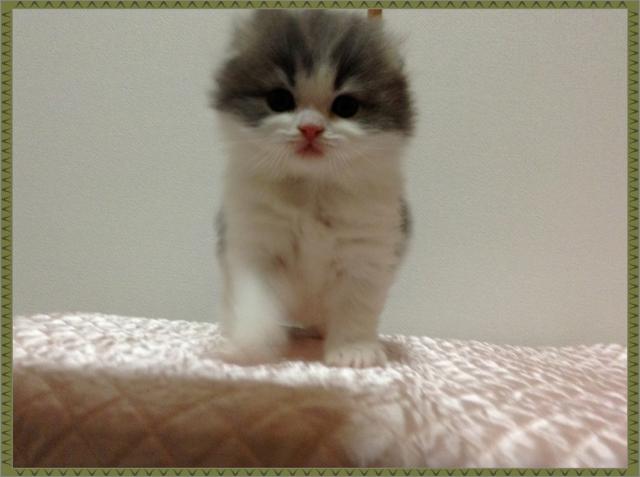 スコティッシュフォールド