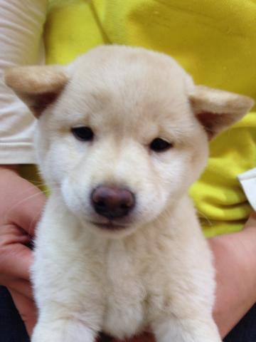 柴犬