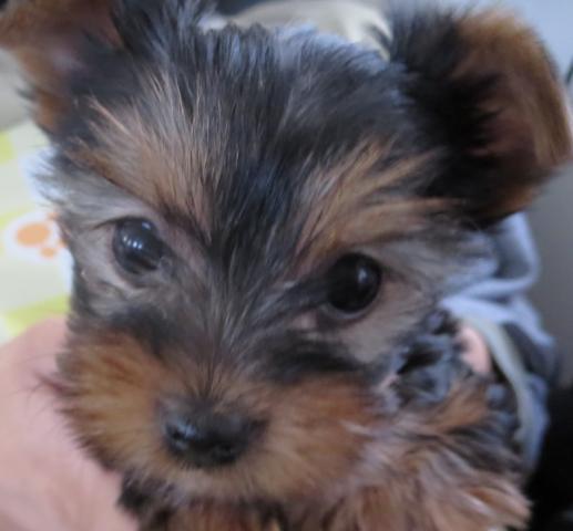 ヨークシャーテリア