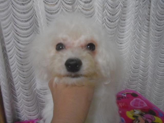 ビションフリーゼ