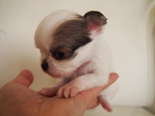 チワワ（ロングコート）