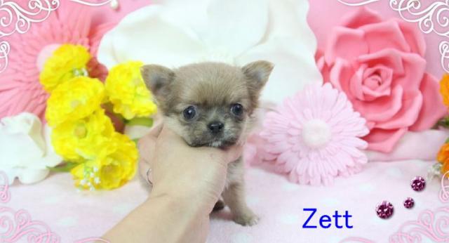 チワワ(ロングコート)