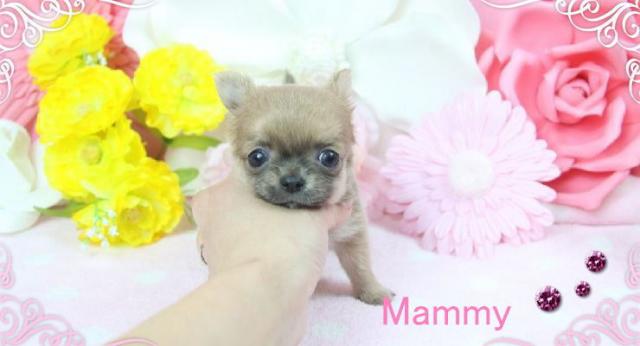 チワワ（ロングコート）