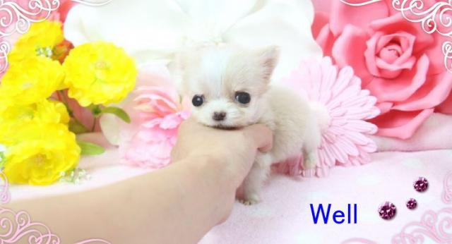 チワワ(ロングコート)