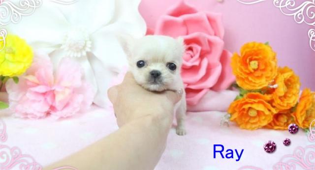 チワワ（ロングコート）