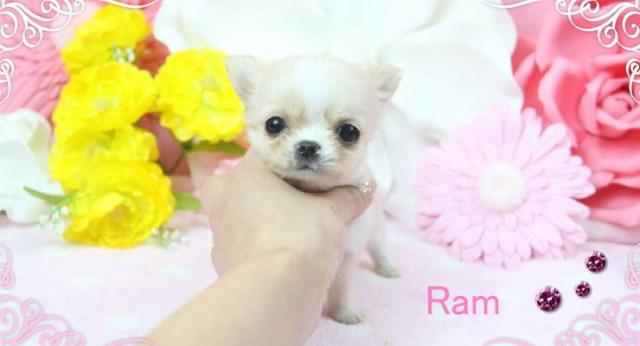 チワワ（ロングコート）