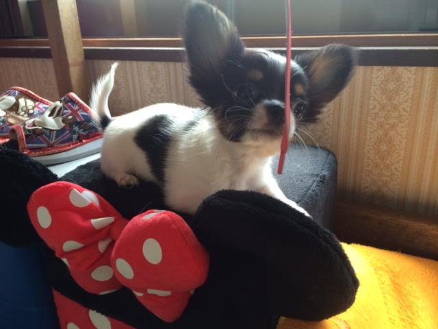 チワワ（ロングコート）