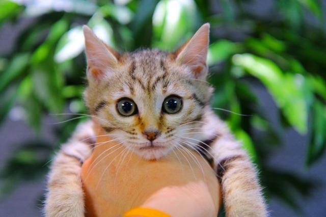 ベンガル　ブラウン・スポテッド・タビー