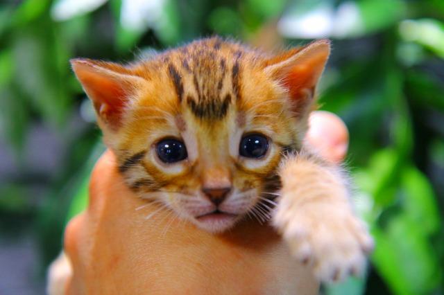 ベンガル　ブラウン・ロゼット