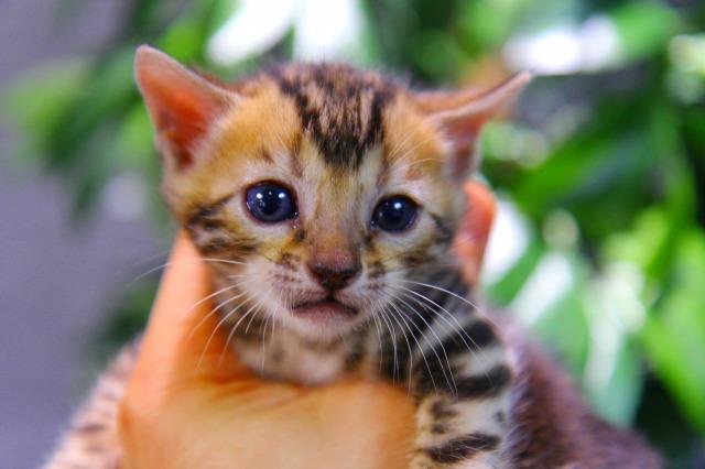 ベンガル　ブラウン・マーブルド・タビー