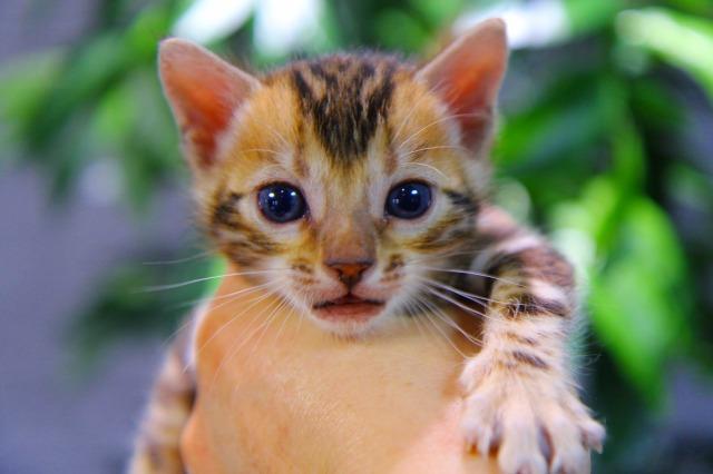 ベンガル　ブラウン・マーブルド・タビー