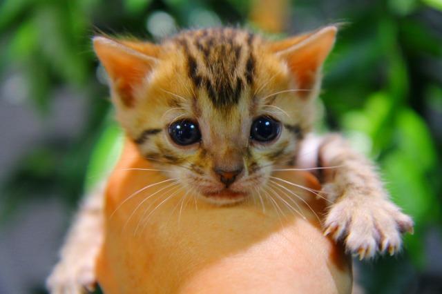 ベンガル　ブラウン・スポテッド・タビー