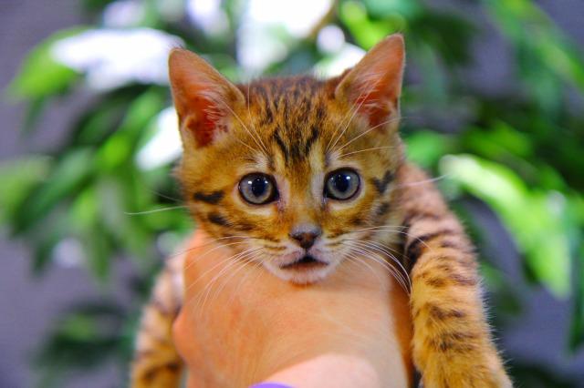 ベンガル ブラウン・スポテッド・タビー