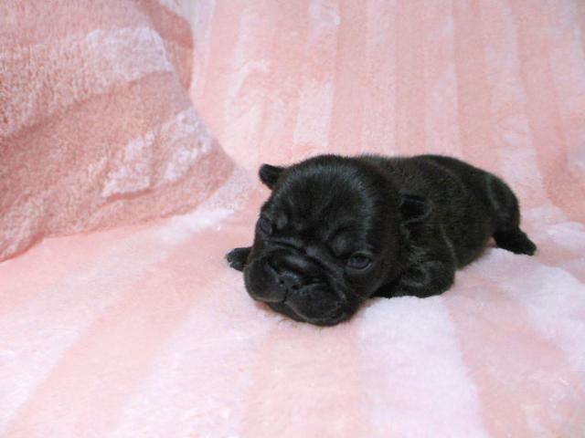 フレンチブルドッグ