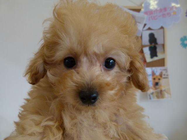 トイプードル
