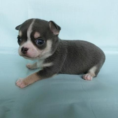 チワワ（スムースコート）