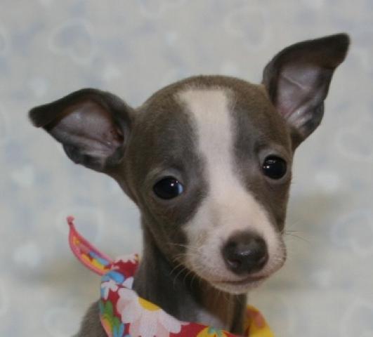 イタリアングレーハウンド