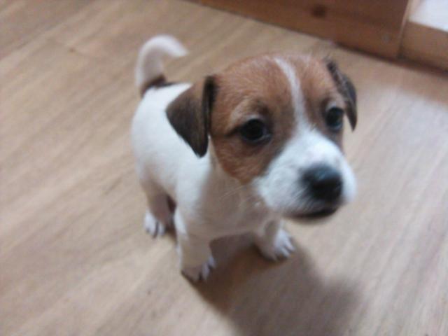 ジャックラッセルテリア