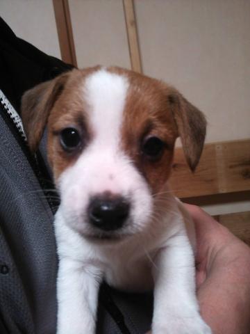 ジャックラッセルテリア