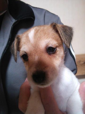 ジャックラッセルテリア