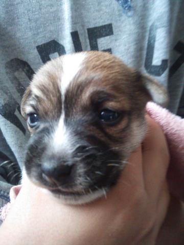 ジャックラッセルテリア