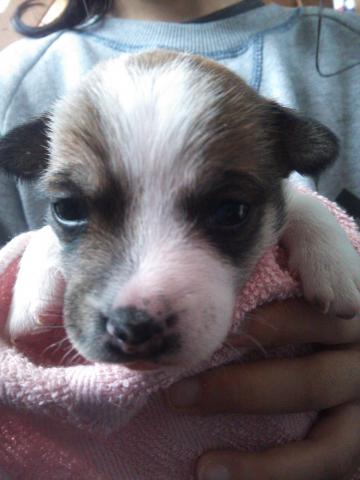 ジャックラッセルテリア