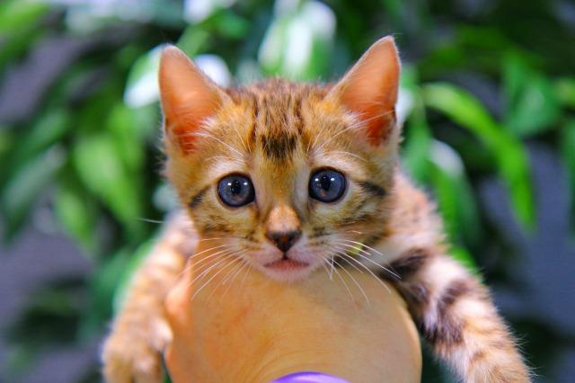 ベンガル　フルロゼット