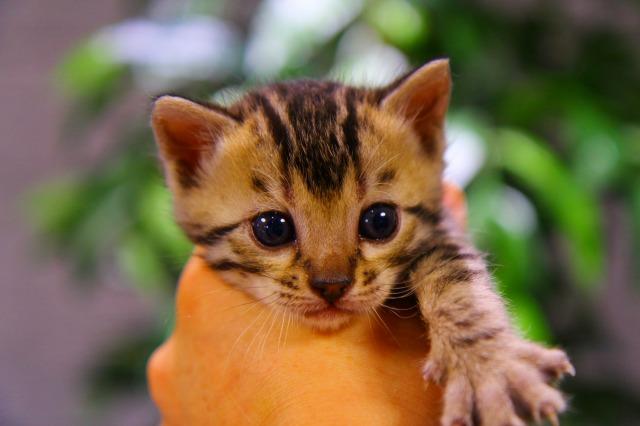 ベンガル　ブラウン・スポテッド・タビー