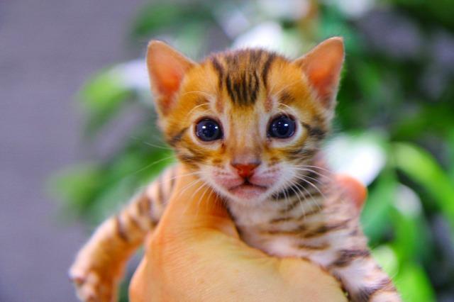 ベンガル　ブラウン・スポテッド・タビー